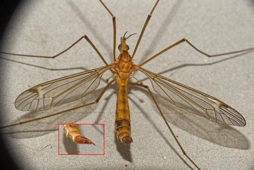 Réf. 320 960 : Tipula sp.